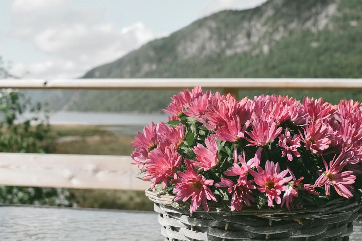 Beautiful flowers in Sweden