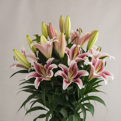 Deluxe Lilies